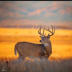 Meet your Posher, Owen